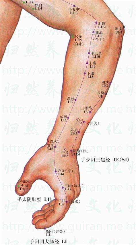 尺澤穴功用|尺澤:名稱釋義,定位,解剖,主治,操作,臨床運用,配伍,功效,附註,相關。